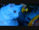 今月の体重測定【蒼民家の猫々】