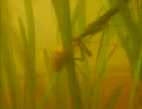 ミズカマキリの金魚狩り