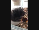 クロクマハムスターぱくぱくムシャムシャ