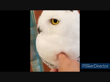 ホモと見る　癒しの動物集17　