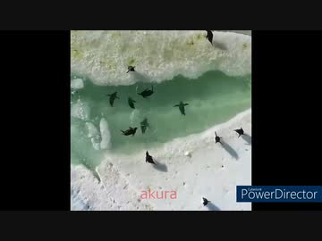 ホモと見る　癒しの動物集13　