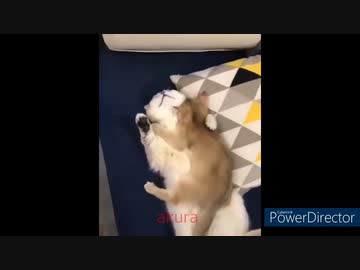 ホモと見る　癒しの動物集14　