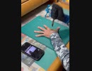 knife game -名探偵コナン『犯人目線』-