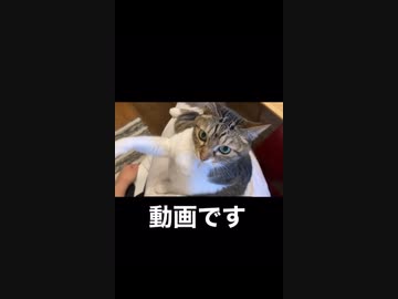 お腹を撫でて欲しくてスタンバイしてる笑□