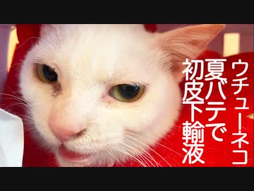 腎不全のウチューネコ、夏バテで生涯初の皮下輸液に挑戦する