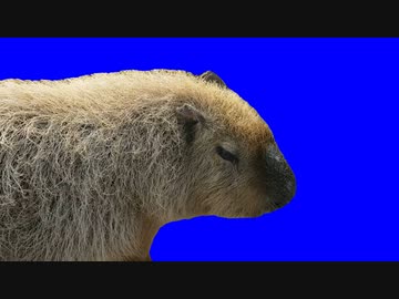 もぐもぐカピバラBB