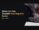 When Can You Consider Your Dog As A Senior Signs of Aging