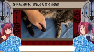 【寛ぎたい猫を邪魔したい】猫様讃歌.２