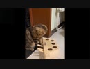 犬と猫の笑える動画 #2