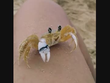 ホモと見る　カニが目に付いた砂を取り払う方法