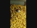 ホモと見る　ヒヨコまみれな猫