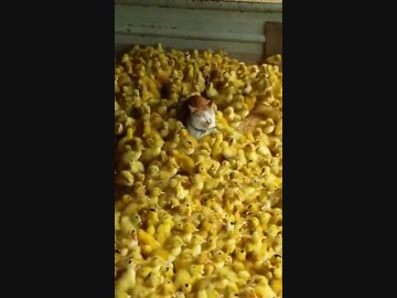 ホモと見る　ヒヨコまみれな猫