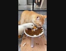ホモと見る　ご飯を食べる猫と散らかすアヒル