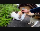 逃げる野良猫を追いかけると・・・！？【野良猫】【感動猫】