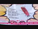日本橋放送　切り抜き　危険生物ヒラズゲンセイ！？