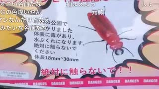 日本橋放送　切り抜き　危険生物ヒラズゲンセイ！？