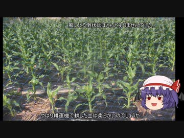 ゆっくり農民191トウモロコシを育ててみませんか？♯16