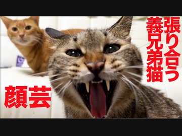 トラ猫義兄弟、甘え競い合いの末に顔芸