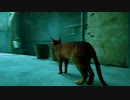 頑張る姉貴のstray　その2