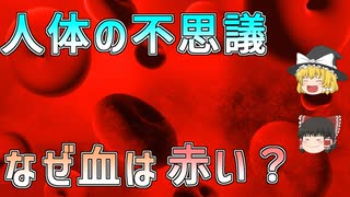 【ゆっくり解説】血はなぜ赤い？血管が青くみえるのはなぜ？血液の不思議を解明！