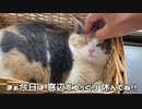 ピアノを聞くと何故か眠くなる猫。