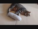 [Animal and Music Therapy] 「猫に抱き枕を与えると。。。」癒しや安らぎ、ストレス軽減、リラックス効果を期待できます。