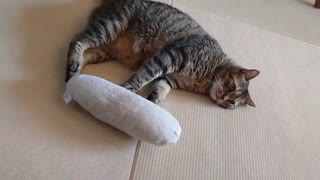 [Animal and Music Therapy] 「猫に抱き枕を与えると。。。」癒しや安らぎ、ストレス軽減、リラックス効果を期待できます。