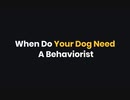When Do Your Dog Need A Behaviorist