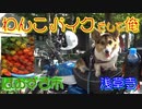 コーギーとモンキー１２５に乗って、７月初旬というのに猛暑の中、浅草寺のほおずき市に行くのです。早朝5:00過ぎから出発したが、すでに暑いのでさっさと散歩するます！