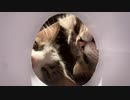 猫に狙われる獲物の気分を味わえる動画です