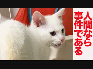 破天荒子猫、珍獣のSiriスメルに首ったけ
