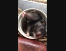 クロクマハムスターぱくぱくムシャムシャ