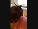 クロクマハムスターぱくぱくムシャムシャ