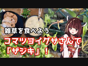 【思い切って野草を食べてみよう】#79 マツヨイグサさんで「ザジキ」！