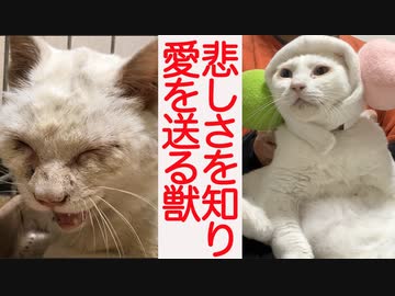 悲しみを知る猫型珍獣、幸せ送り猫に転職する