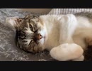 猫のお腹もみ職人シリーズ化⁉️