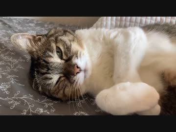 猫のお腹もみ職人シリーズ化⁉️