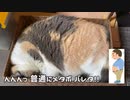 かまぼこと間違えられた猫。