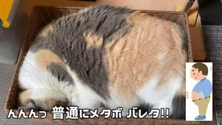 かまぼこと間違えられた猫。