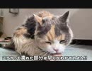 風呂上がりの猫はこんな感じ。