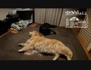【第34回】ボールと角と根よせとシソジュースとトマト