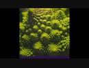 Romanesco