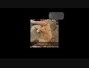 [Animal and Music Therapy]「猫をナデナデしてあげると」よく眠れ、いい夢が見れる効果を期待できます。#猫動画 #ねこのきもち #pecotv #猫好きさんと繋がりたい