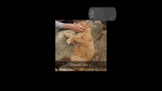 [Animal and Music Therapy]「猫をナデナデしてあげると」よく眠れ、いい夢が見れる効果を期待できます。#猫動画 #ねこのきもち #pecotv #猫好きさんと繋がりたい