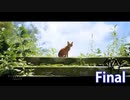Stray Final