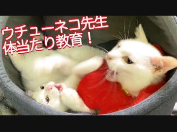 グレートティチャーウチューネコ、破天荒子猫に体当たり教育