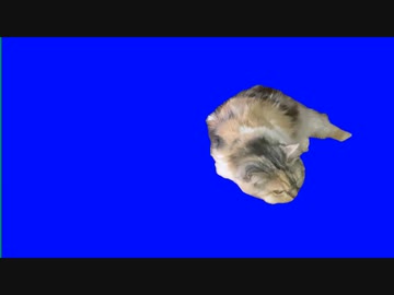 マタタビ猫BB