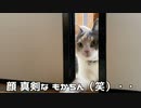 猫は常に警戒してそう…