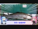 琴葉姉妹の釣りたいんや！ Part3 [VOICEROIDフィッシング]