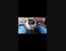 お気に入りのベンチで野良猫が・・・！？#Shorts【野良猫】【感動猫】